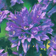 Campanula glomerata 'Speciosa': Bild 3/4