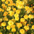 Chrysanthemum ind. 'Goldmarianne': Bild 2/3