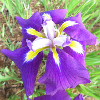Iris ensata 'Sensation'