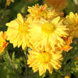 Chrysanthemum ind. 'Goldmarianne': Bild 3/3