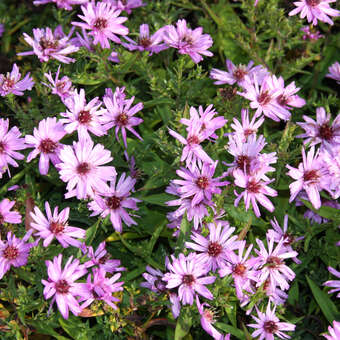 Aster dumosus 'Rosenwichtel'