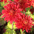 Chrysanthemum ind. 'Brennpunkt': Bild 4/5