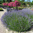 Lavandula angustifolia 'Hidcote': Bild 5/6