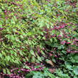 Epimedium rubrum: Bild 3/3