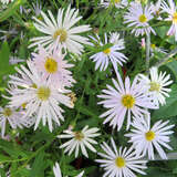 Aster pyrenaeus 'Lutetia' - Pyrenäenaster