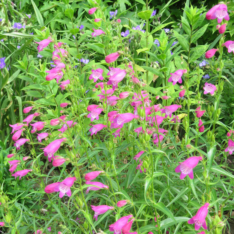 Red Rocks Penstemon Bartfaden - Penstemon 'Red Rocks' - rosa