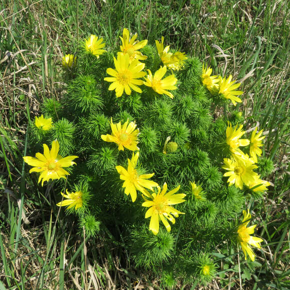 Adonisröschen - Adonis vernalis - gelb