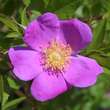 Rosa gallica: Bild 1/3