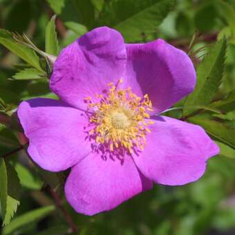 Rosa gallica