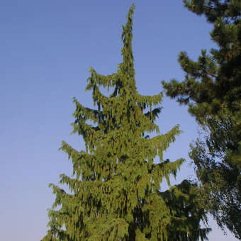 Chamaecyparis nootkatensis 'Pendula'