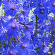 Delphinium belladonna 'Piccolo': Bild 2/4