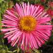 Aster n.a. 'Alma Pötschke': Bild 5/7
