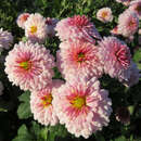 Chrysanthemum indicum 'Julia' - Herbstchrysantheme