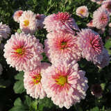 Chrysanthemum indicum 'Julia' - Herbstchrysantheme