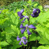 Clematis heracleifolia - Staudenwaldrebe