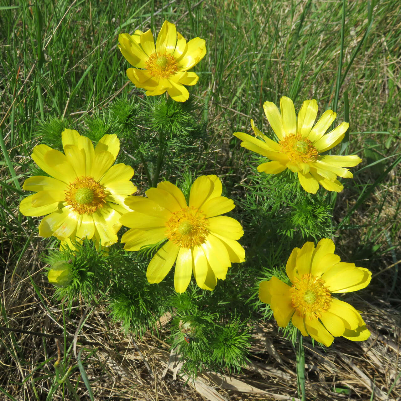 Adonisröschen - Adonis vernalis - gelb