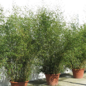 Schirmbambus - Fargesia murielae 'Jumbo' - grn