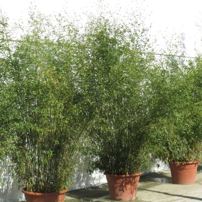 Schirmbambus - Fargesia murielae 'Jumbo' - grn