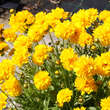 Coreopsis grandiflora 'Sunray': Bild 1/6