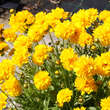 Coreopsis grandiflora 'Sunray': Bild 2/6