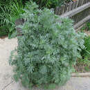 Artemisia absinthium - Wermut