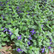 Vinca major ssp balcanica: Bild 1/8