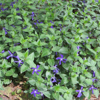 Vinca major ssp balcanica