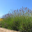 Lavandula angustifolia: Bild 6/7