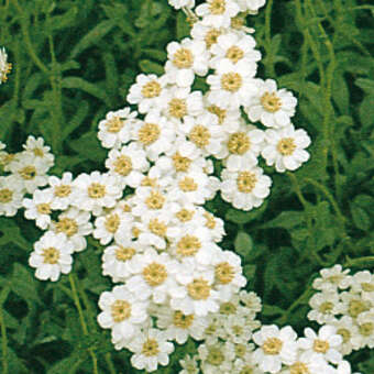 Achillea ageratifolia (a.aizoon)