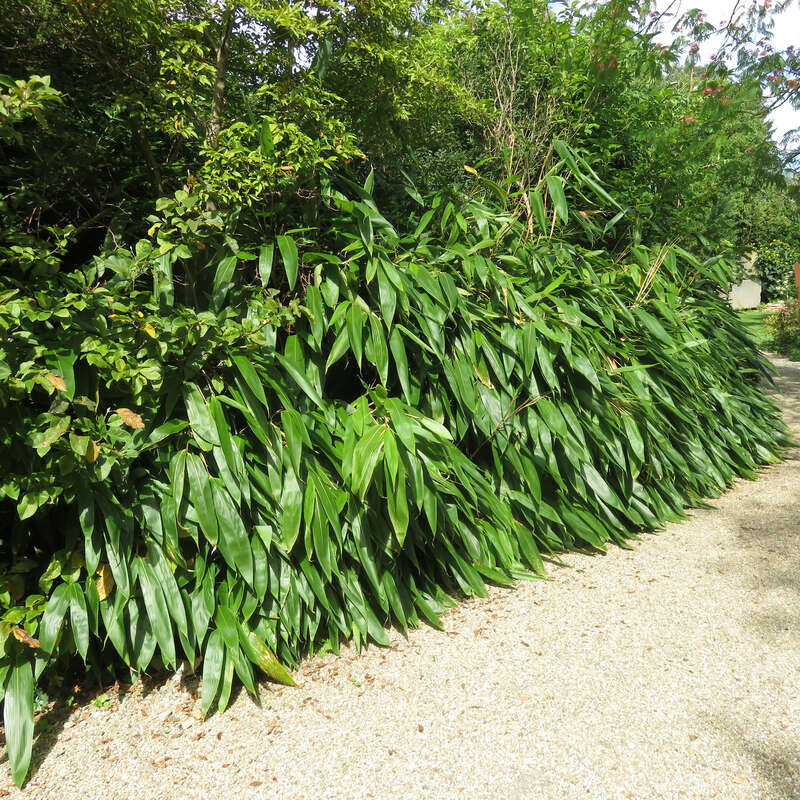 Riesenblatt-Bambus - Indocalamus tessellatus