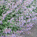 Nepeta faassenii 'Dropmore' - Katzenminze