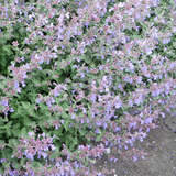 Nepeta fassenii 'Dropmore' - Katzenminze