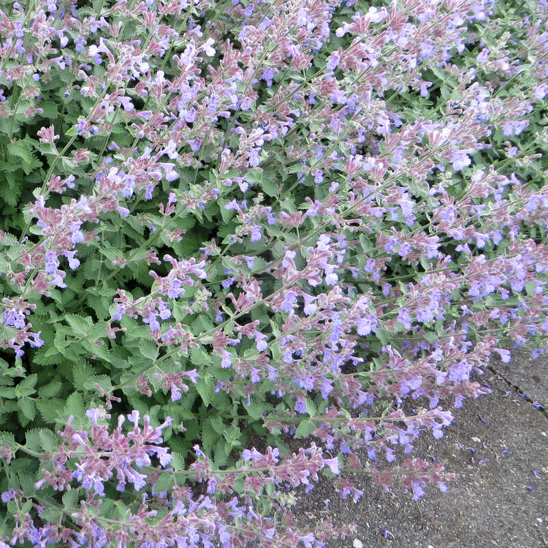Katzenminze Nepeta faassenii 'Dropmore' blau