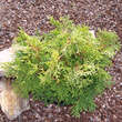 Chamaecyparis obtusa 'Pygmea': Bild 2/4