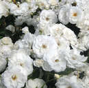 Rose 'Schneewittchen' - Moderne Strauchrose