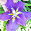 Iris ensata 'Sensation': Bild 2/2