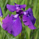 Iris ensata 'Loyalty' - Japanische Sumpfschwertlilie