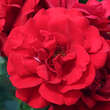 Rose 'Ulmer Münster': Bild 1/6