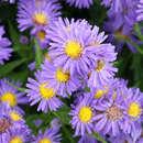Aster novi-belgii 'Schöne v. Dietlikon' - Glattblatt-Aster