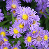Aster n.b. 'Schöne von Dietlikon' - Glattblatt-Aster