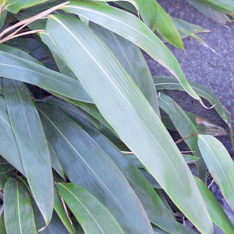 Riesenblatt-Bambus - Indocalamus tessellatus