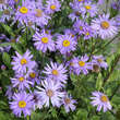 Aster frikartii 'Jungfrau': Bild 2/3