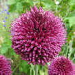 Allium sphaerocephalon: Bild 2/5