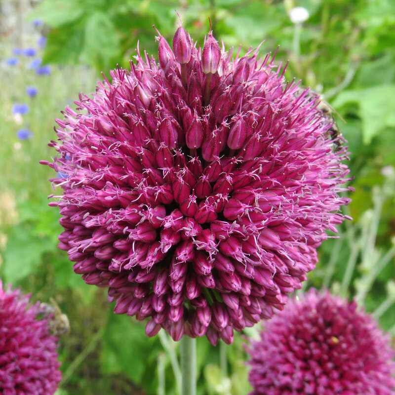 Kugelköpfiger Lauch Allium sphaerocephalon violett