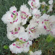 Dianthus plumarius 'Ine': Bild 2/3