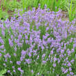 Lavandula angustifolia 'Dwarf Blue': Bild 2/2