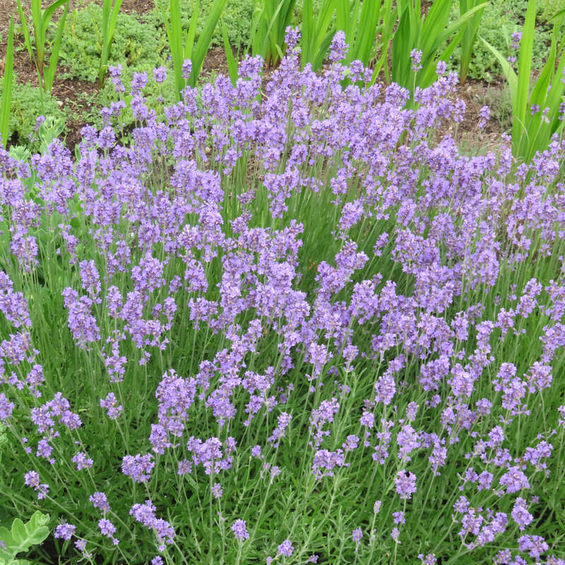 Zwerglavendel Lavandula angustifolia 'Dwarf Blue' blau