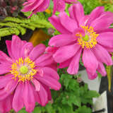 Anemone 'Bressingham Glow' - Herbstanemone