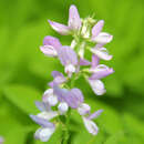 Desmodium canadense - Kanadischer Wandelklee