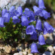 Campanula cochleariifolia: Bild 1/3